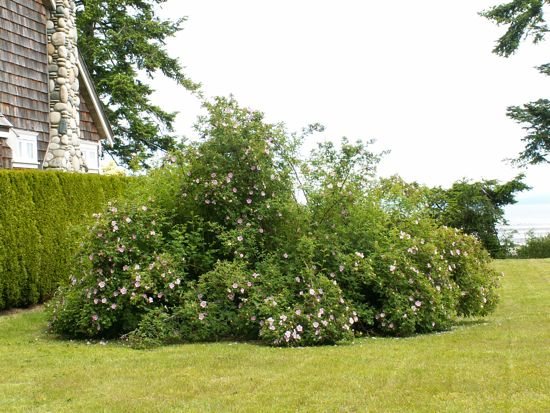 Wild roses…..