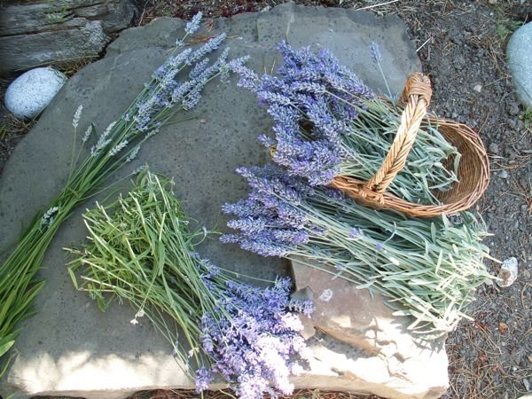 Lavender…..