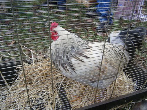 Fall Fair