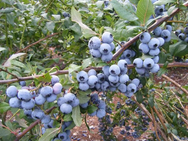 Blueberry Fields