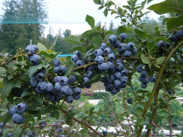 Blueberry Fields