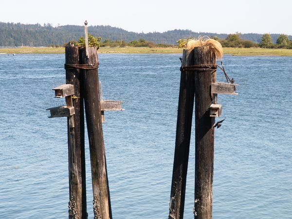 Purple Martin houses