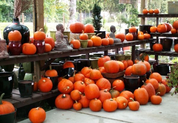 Pots and Pumpkins