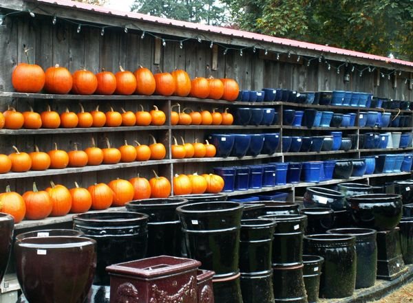 Pots and Pumpkins…..