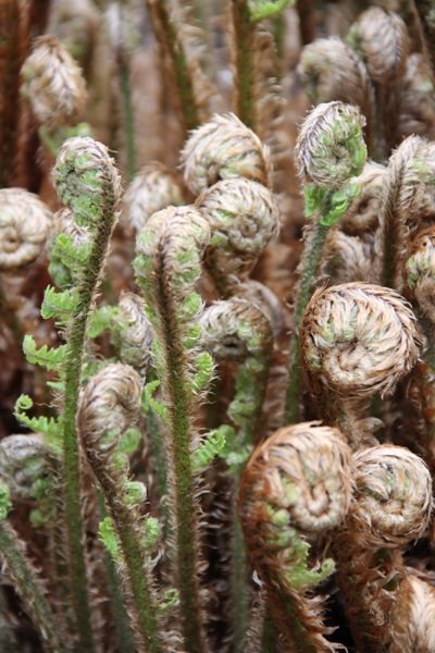 Ferns…..