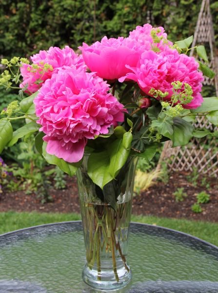My favourite peony…..