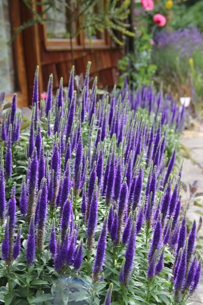 Early July flowers…..