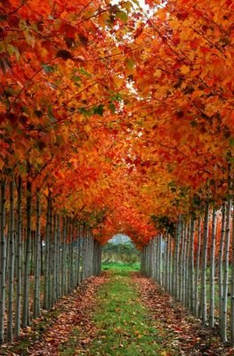 Natural Tunnels…..