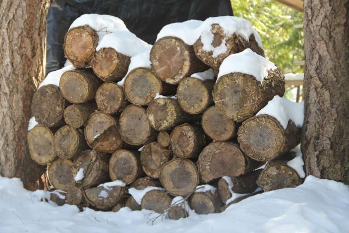Comfort of Wood Piles…..