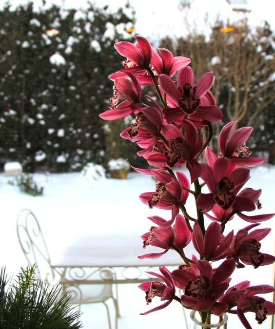 Pink Orchid…..