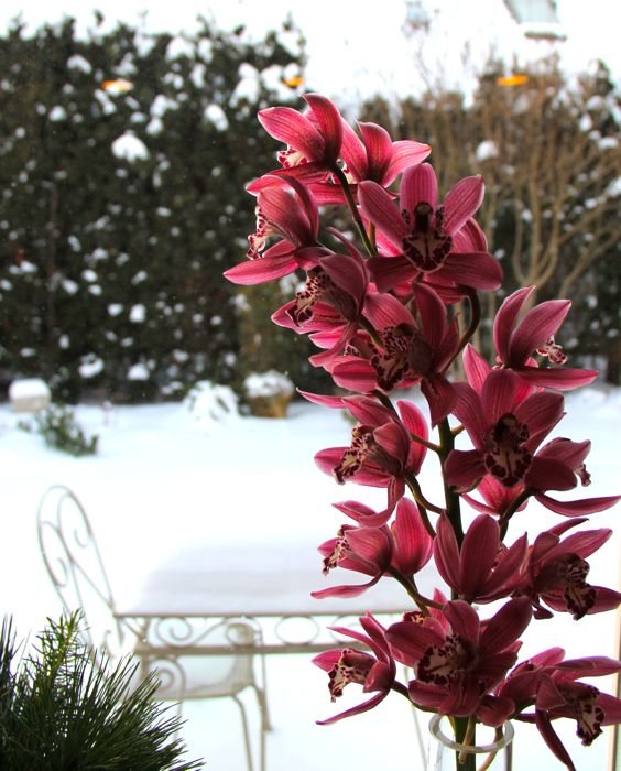 Pink Orchid