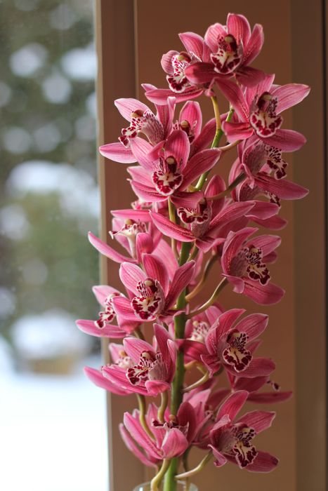 Pink Orchid