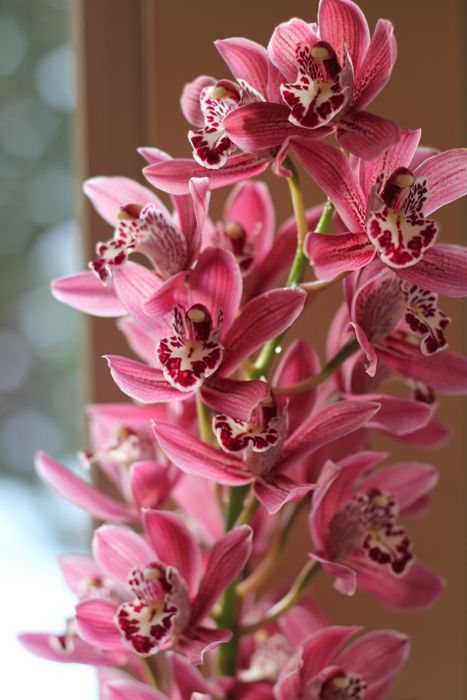 Pink Orchid