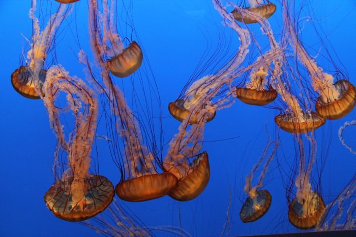 Undersea colour…..
