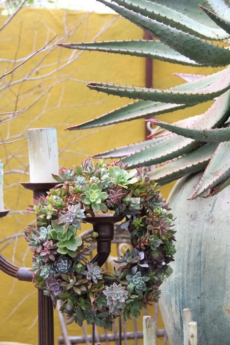 Succulent Wreaths
