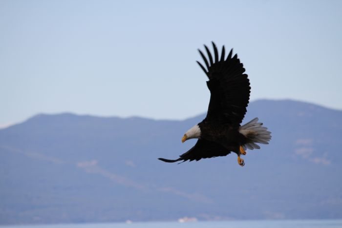 Eagles having a snack