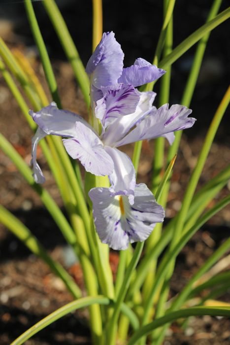 Early summer ~ weather & blooms