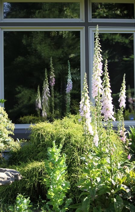 Early summer ~ weather & blooms