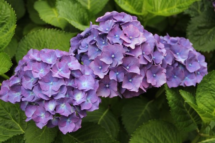 Hydrangea season on the West Coast