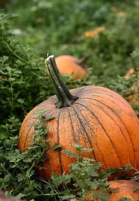 Visual pleasures of Fall…..
