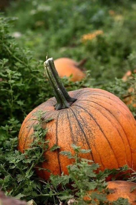 Visual pleasures of Fall