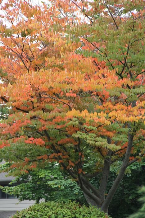 Adjusting to Fall