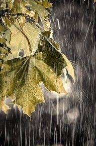 November Rain