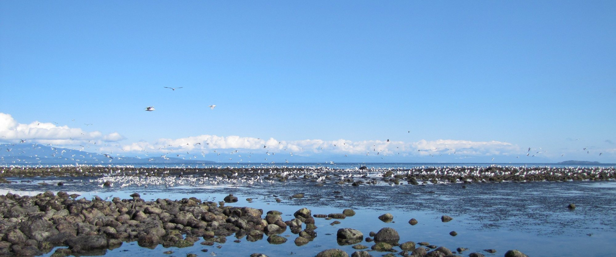 Gulls over the herring spawn on the shore near Qualicum Beach